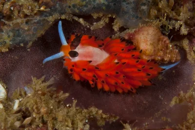 Favorinus tsuruganus