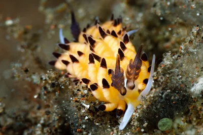 Favorinus Tsuruganus