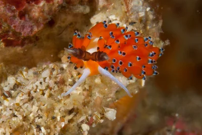 Favorinus tsuruganus