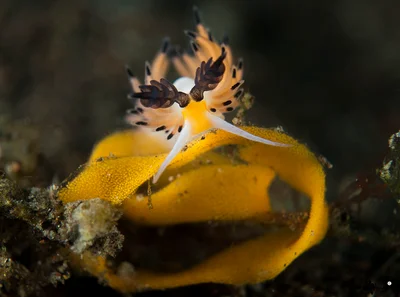 Favorinus Tsuruganus