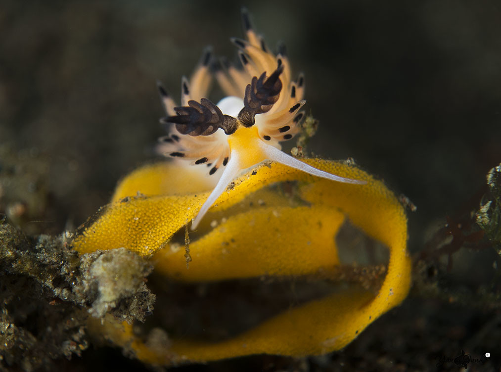 Favorinus Tsuruganus