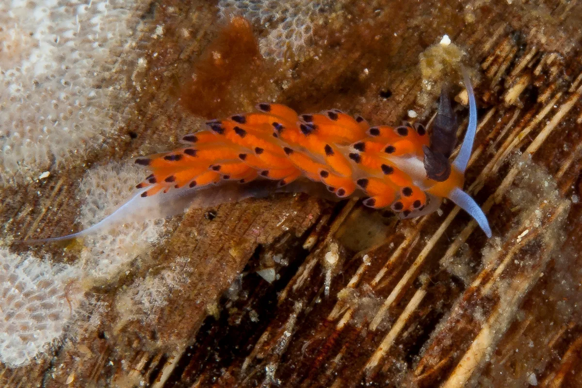 Favorinus tsuruganus