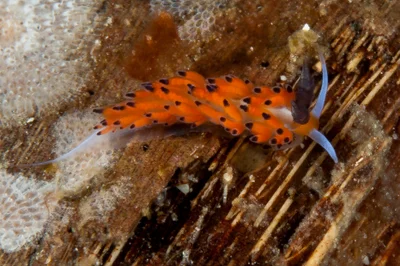Favorinus tsuruganus