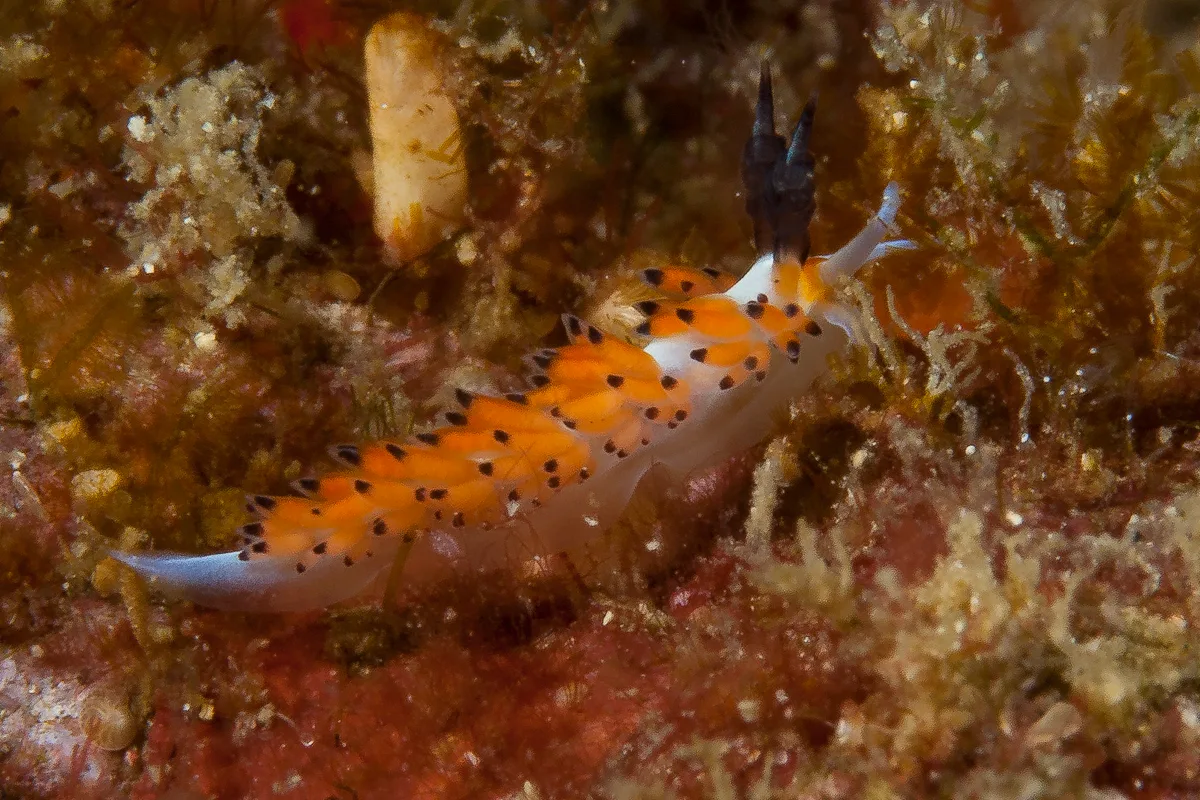 Favorinus tsuruganus