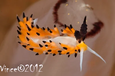 Favorinus tsuruganus
