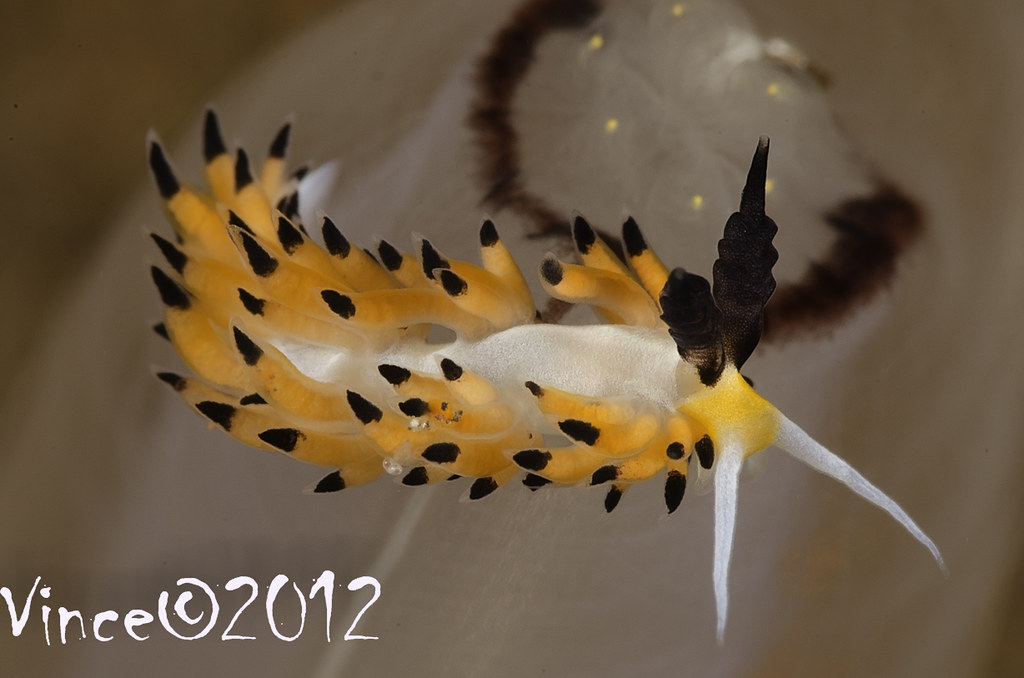 Favorinus tsuruganus
