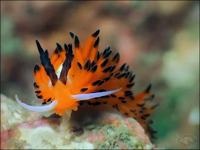 Nudibranch (Favorinus tsuruganus)