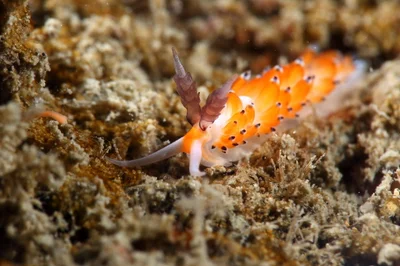 Favorinus tsuruganus (?)