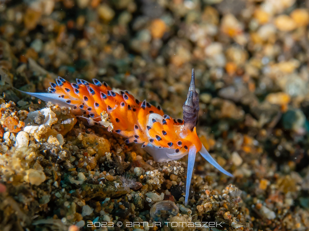 Favorinus tsuruganus