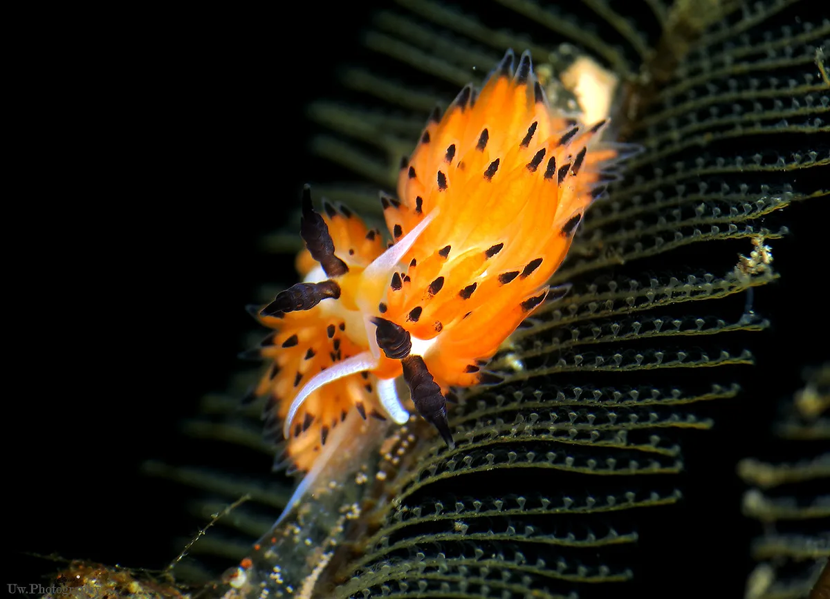 Favorinus tsuruganus