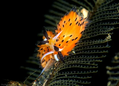 Favorinus tsuruganus