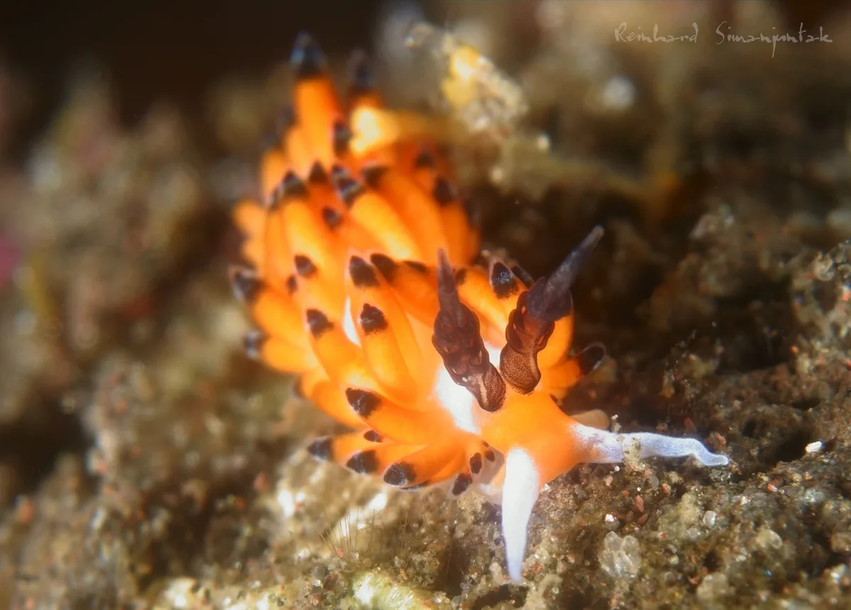 Favorinus tsuruganus