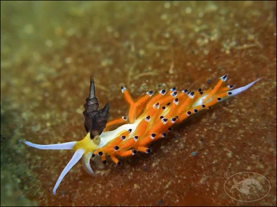 Nudibranch (Favorinus tsuruganus)