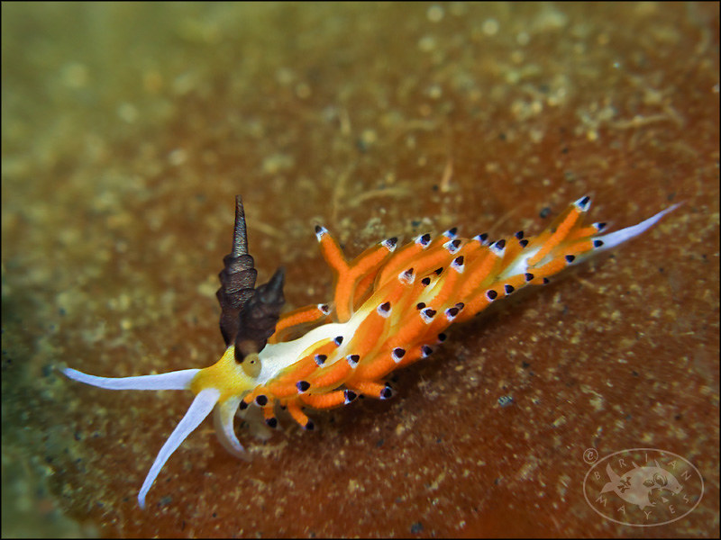 Nudibranch (Favorinus tsuruganus)