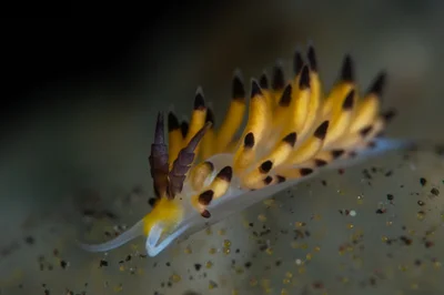 Favorinus tsuruganus