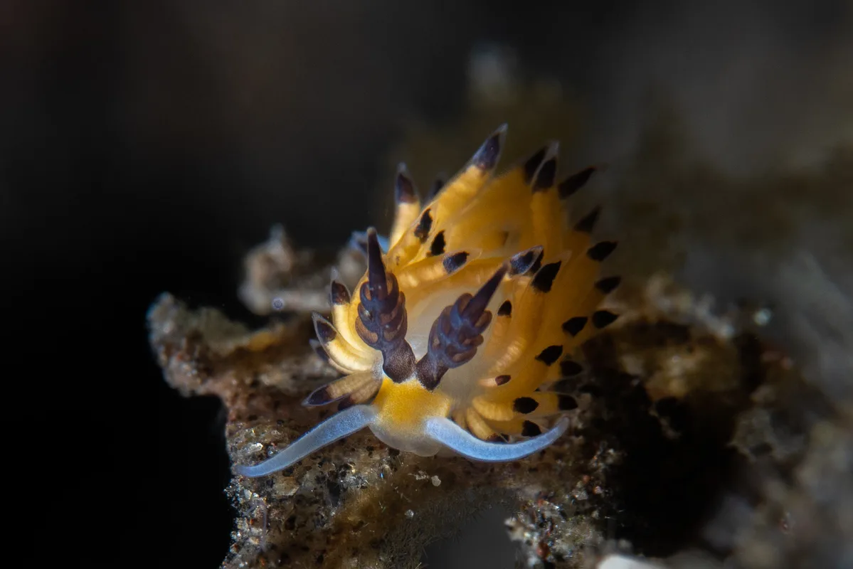 Favorinus tsuruganus