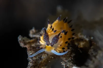 Favorinus tsuruganus