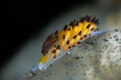 Favorinus tsuruganus