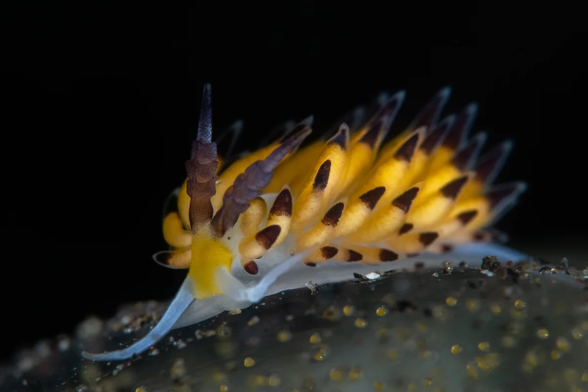 Favorinus tsuruganus