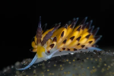 Favorinus tsuruganus