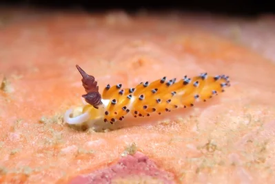 Favorinus tsuruganus