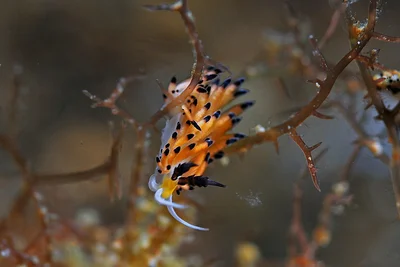 Favorinus tsuruganus