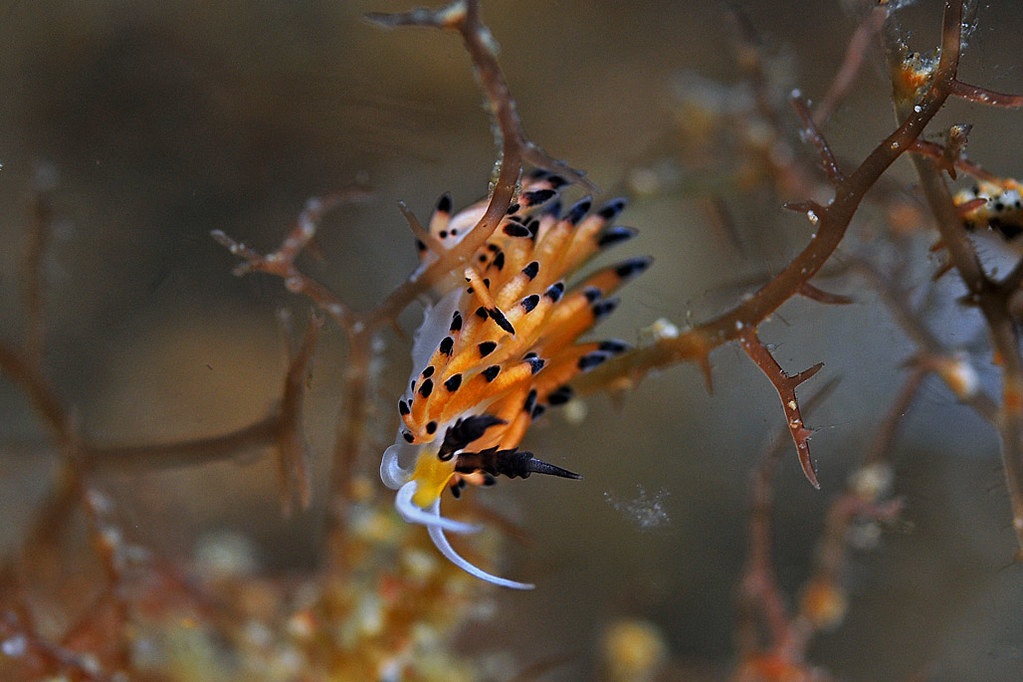 Favorinus tsuruganus