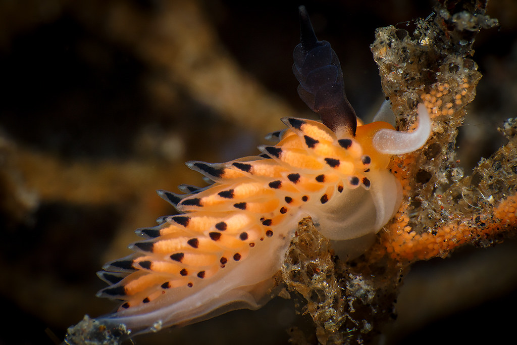 Favorinus tsuruganus lunch