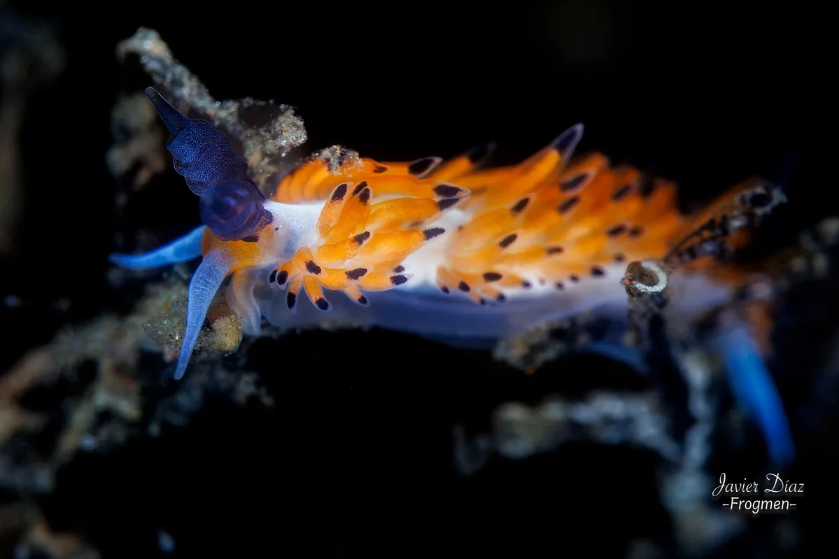 Favorinus tsuruganus. Tulamben. Bali.