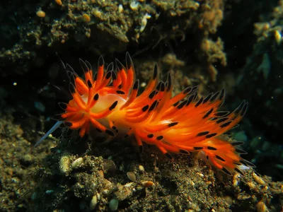 Favorinus tsuruganus - Alotau District, Milne Bay Province, Papua New Guinea