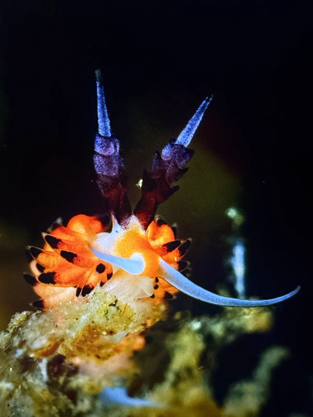 Favorinus tsuruganus - Bitung, North Sulawesi, ID