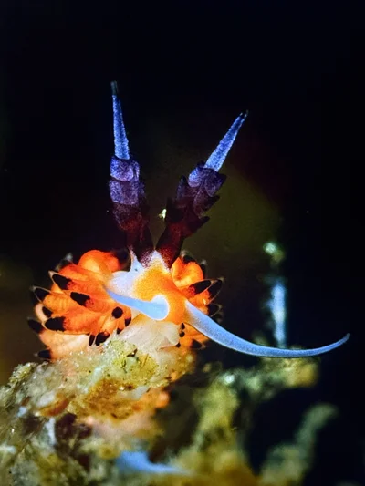 Favorinus tsuruganus - Bitung, North Sulawesi, ID