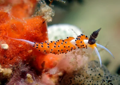 Favorinus tsuruganus - Magnificat, Romblon