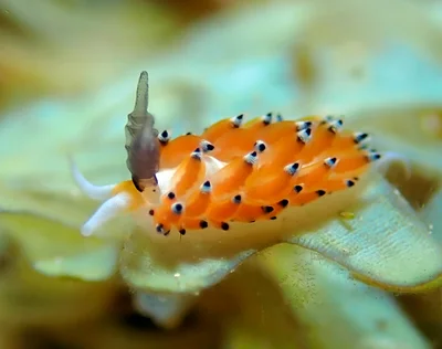 Favorinus tsuruganus - Santa Maria E, Alad Island