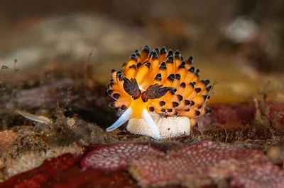 Favorinus tsuruganus - Karangasem Regency, Bali, Indonesia