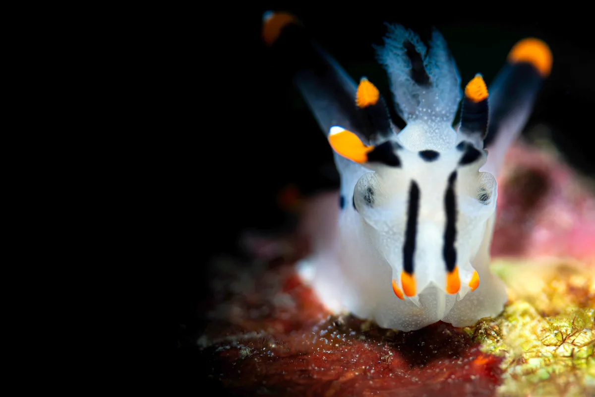 Thecacera picta alias Picatchou
