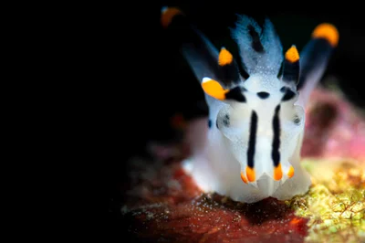 Thecacera picta alias Picatchou