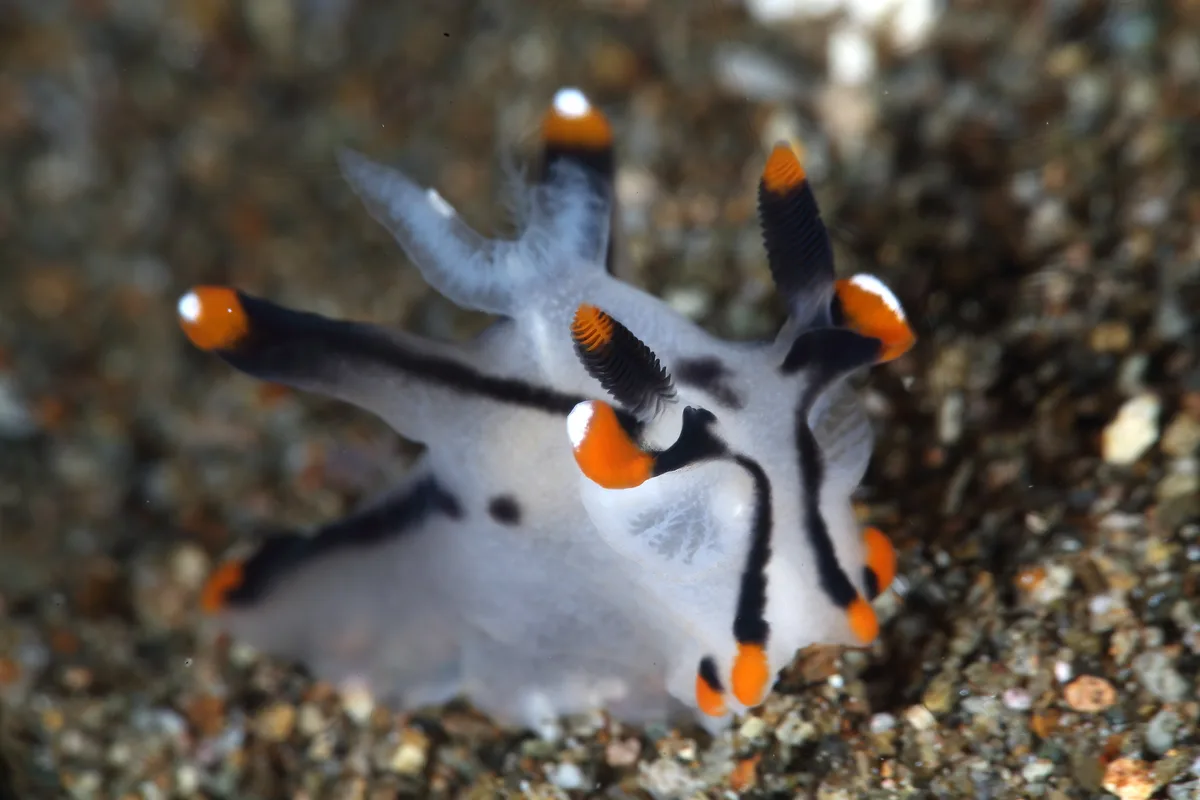 Nudibranch - Thecacera picta (2)
