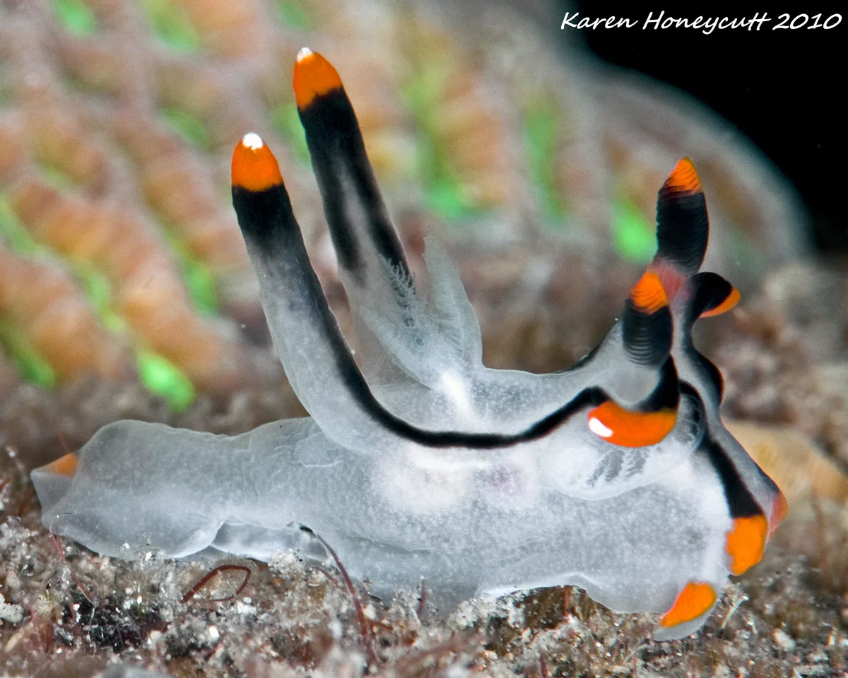 Thecacera picta (Nudibranch) - Dumaguete, Philippines