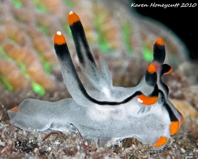 Thecacera picta (Nudibranch) - Dumaguete, Philippines