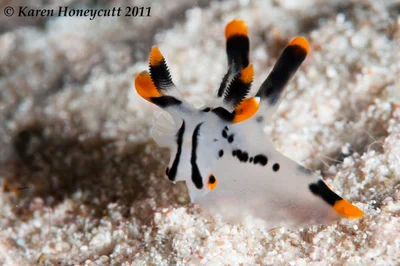 Thecacera picta - Triton Bay, Indonesia