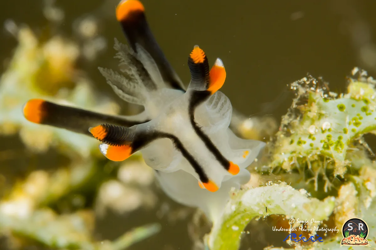 THECACERA PICTA (20mm)