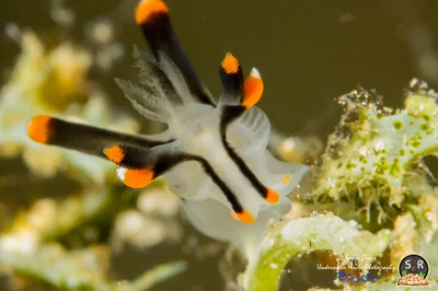 THECACERA PICTA (20mm)