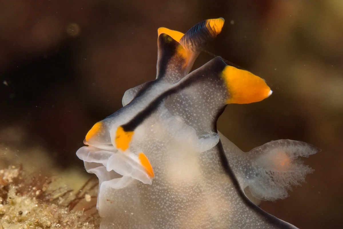 Thecacera picta