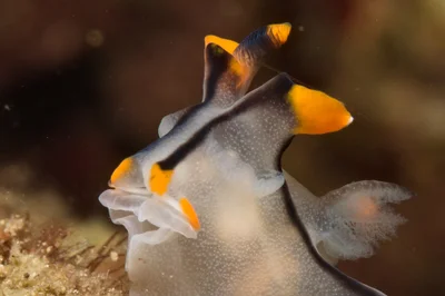 Thecacera picta