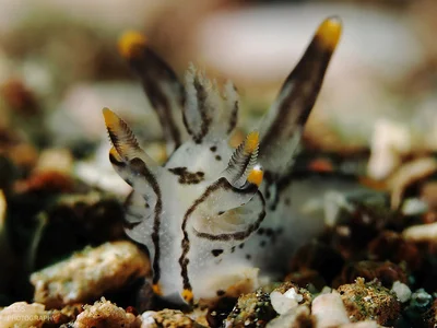 Thecacera picta