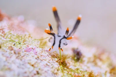 Thecacera picta - 2