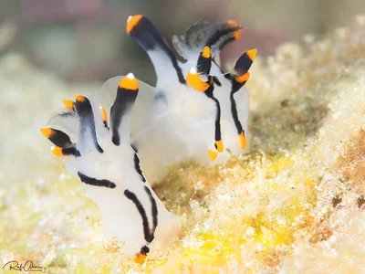 Painted Thecacera - Thecacera picta