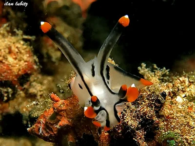 Thecacera picta