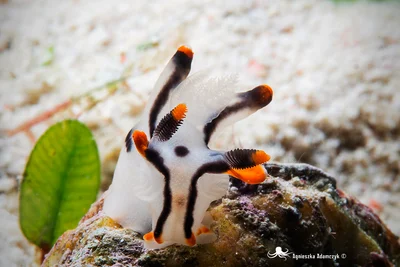 Thecacera Picta Baba